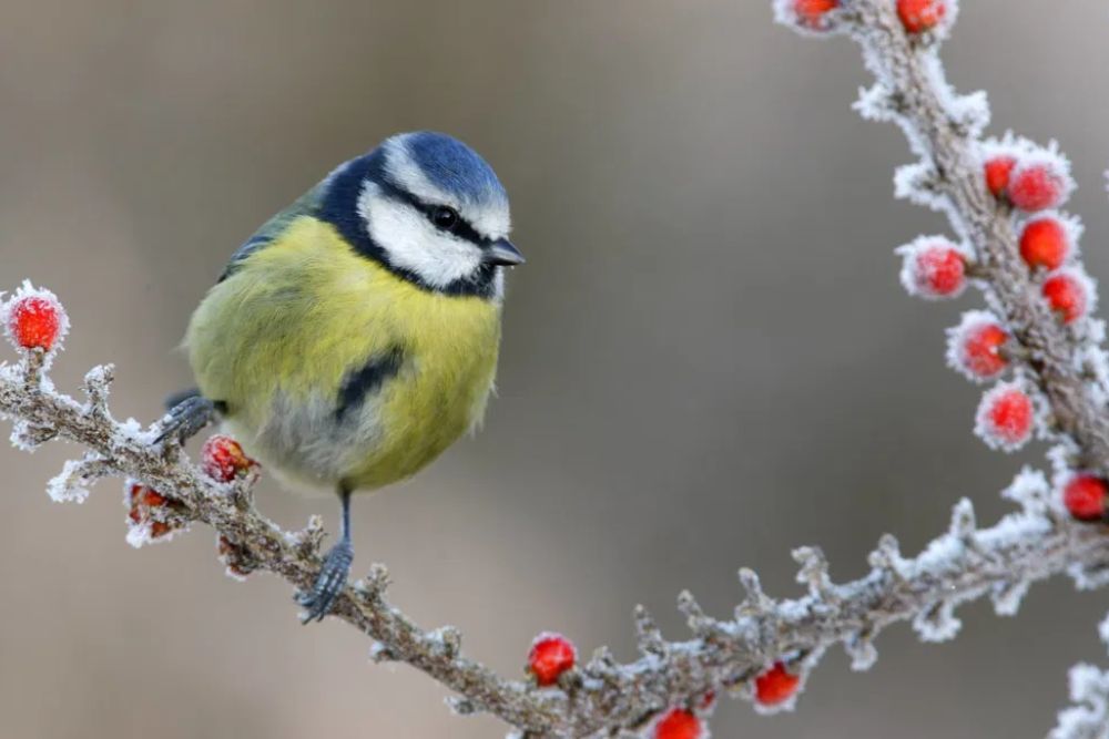 Decemberi kerti munkák: Hogyan óvjuk a növényeket a téli időjárástól?