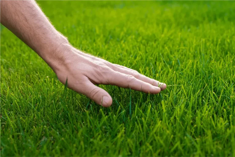 Gyepápolás évszakonként: Melyik hónapban mire figyeljünk?