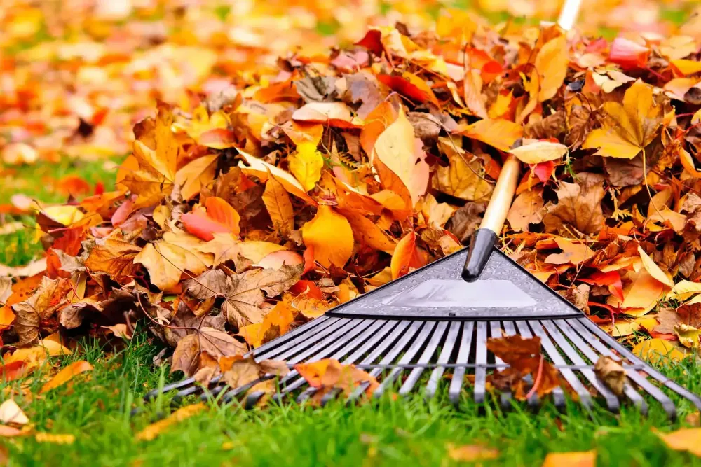 Novemberi kerti teendők: Mulcsozás, metszés és növényvédelem
