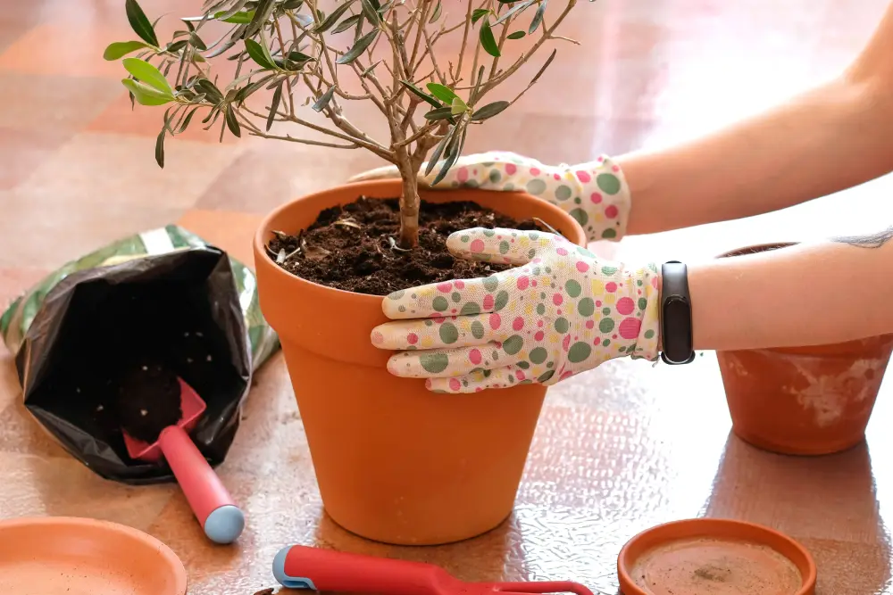 Olajfa átültetése egyszerűen: Profi tippek és gyakorlati útmutató a sikeres növénygondozáshoz