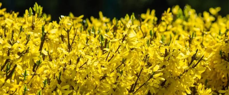 Aranyvessző (Forsythia)