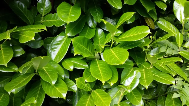 Babérmeggy (Prunus laurocerasus)