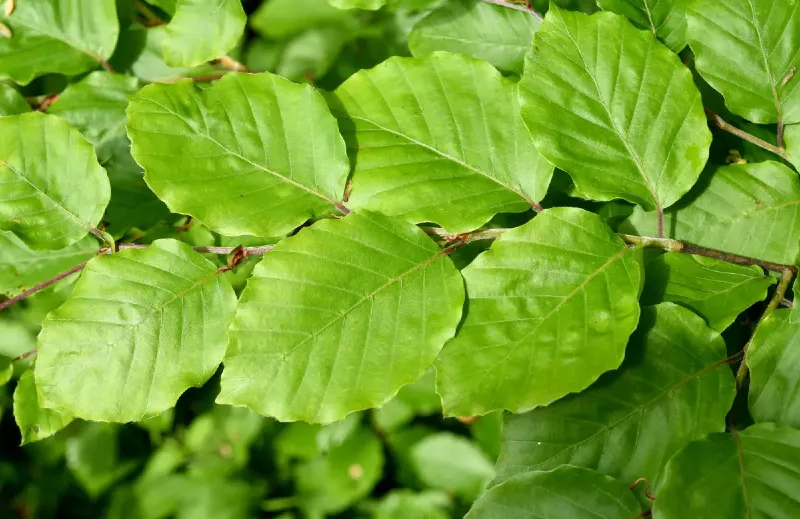 Európai bükk (Fagus sylvatica)