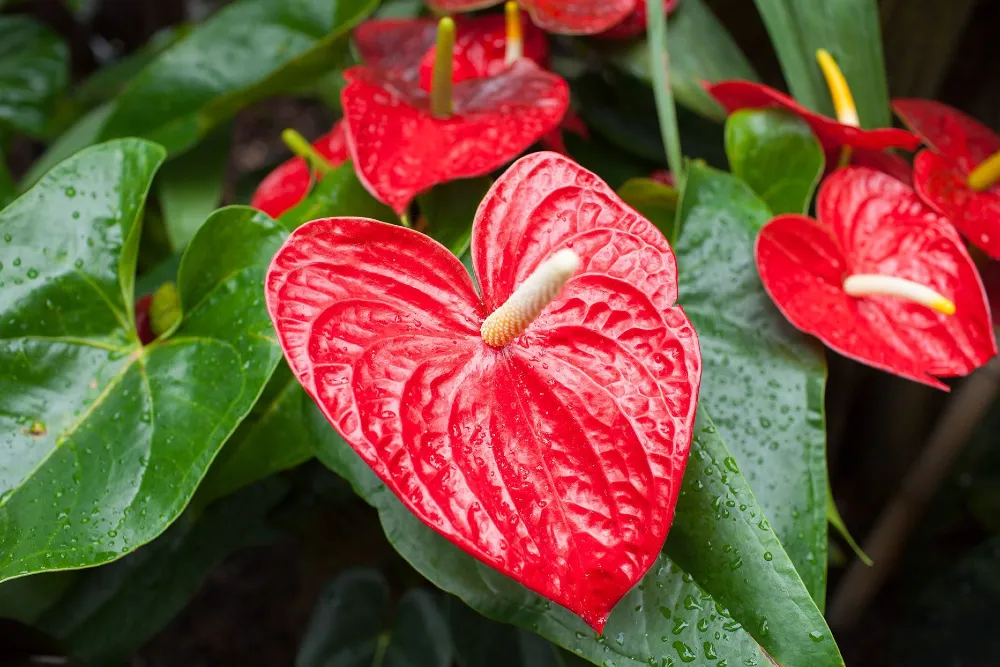 Flamingóvirág gondozása (Anthurium)