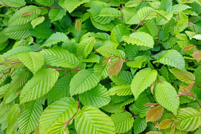 Gyertyán (Carpinus betulus)