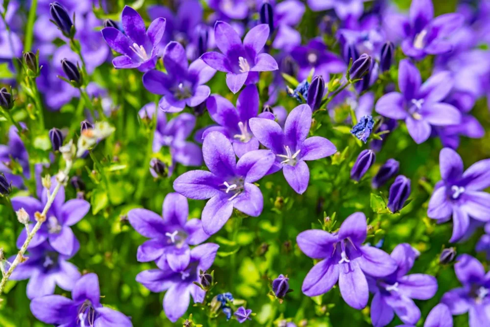 Harangvirág gondozása, igényei, szaporítása, betegségei (Campanula)