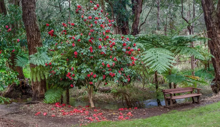 Kamélia gondozása, szaporítása, betegségei (Camellia)
