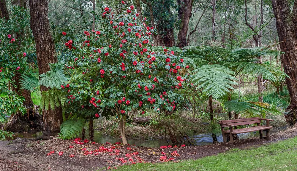 Kamélia gondozása, szaporítása, betegségei (Camellia)