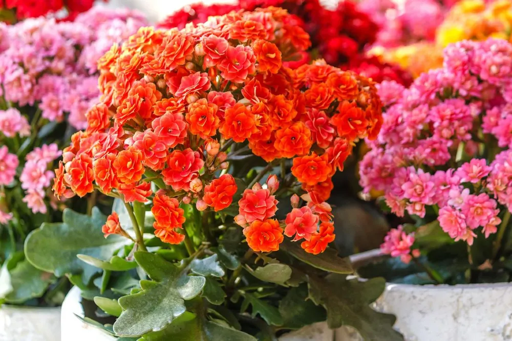 Korallvirág gondozása, ültetése, metszése, szaporítása (kalanchoe)