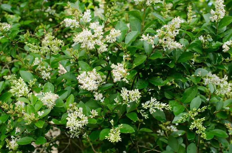 Közönséges fagyal (Ligustrum vulgare)