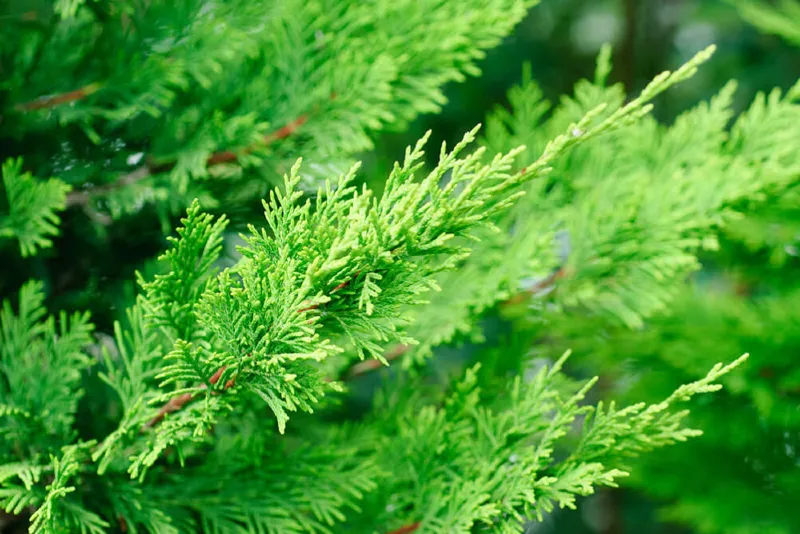 Leyland-ciprus (Cupressocyparis leylandii)