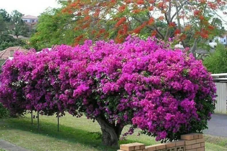 Murvafürt (Bougainvillea) gondozása, ültetése, szaporítása 4 Murvafürt (Bougainvillea) gondozása, ültetése, szaporítása