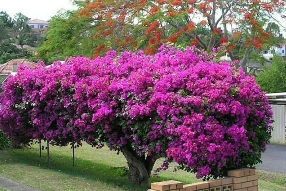 Murvafürt (Bougainvillea) gondozása, ültetése, szaporítása