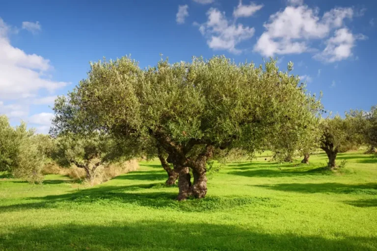 Olajfa ültetése, gondozása, metszése és áttelelése