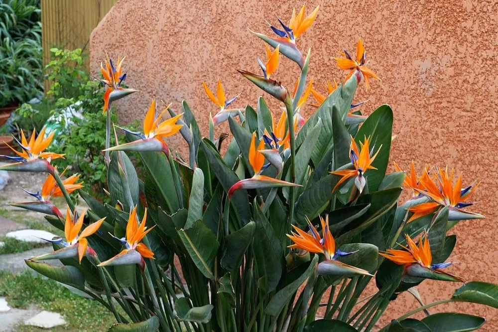 Pompás papagájvirág gondozása (Strelitzia reginae)
