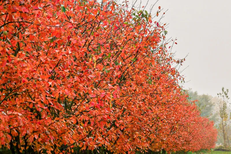 Rézvörös fanyarka (Amelanchier lamarckii)