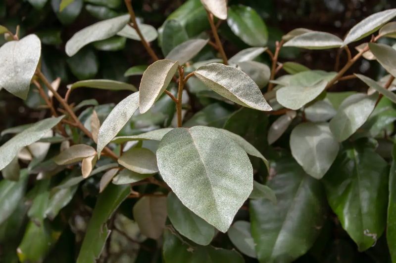 Széleslevelű ezüstfa (Elaeagnus ebbingei)