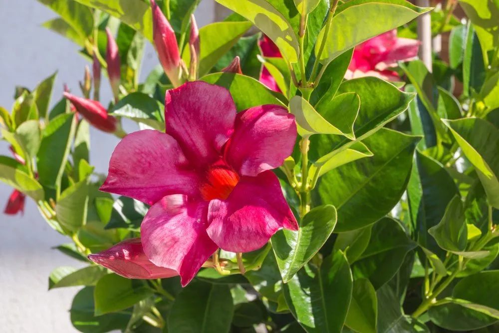 A Tölcsérjázmin gondozása és szaporítása (Mandevilla)