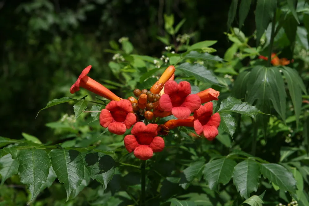 A trombitafolyondár gondozása, ültetése, metszése, szaporítása (Campsis radicans) 2.