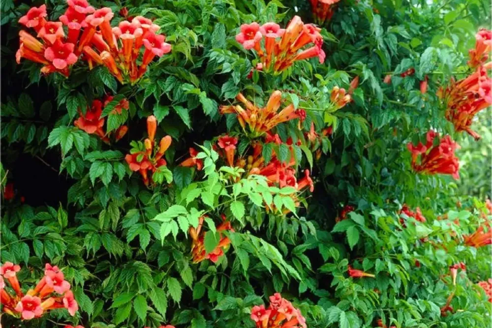 A trombitafolyondár gondozása, ültetése, metszése, szaporítása (Campsis radicans)