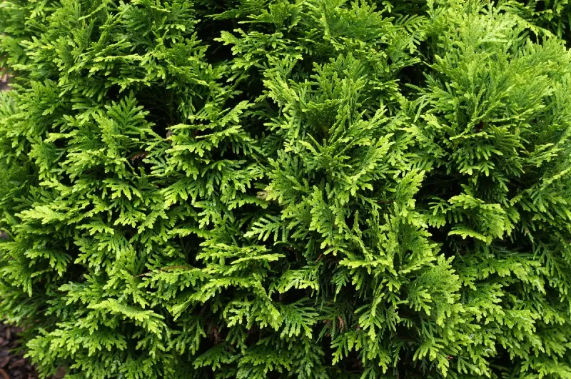 Tuja (Thuja)
