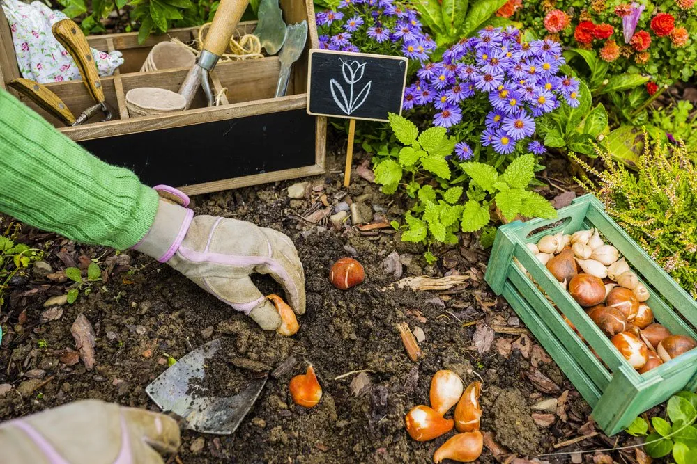 Tulipán ültetés egyszerűen 3 Tulipán ültetés egyszerűen