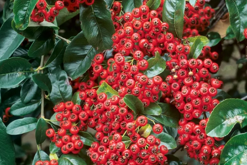 Tűztövis (Pyracantha mohave) 