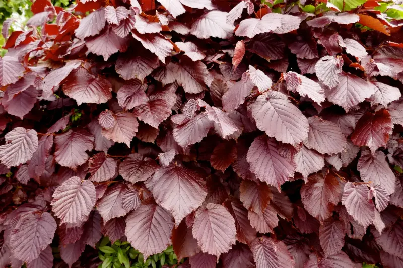 Vörös bükk (Fagus sylvatica p. purpurea)