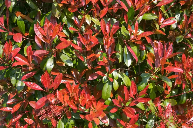Vöröslevelű korallberkenye (Photinia x fraseri)