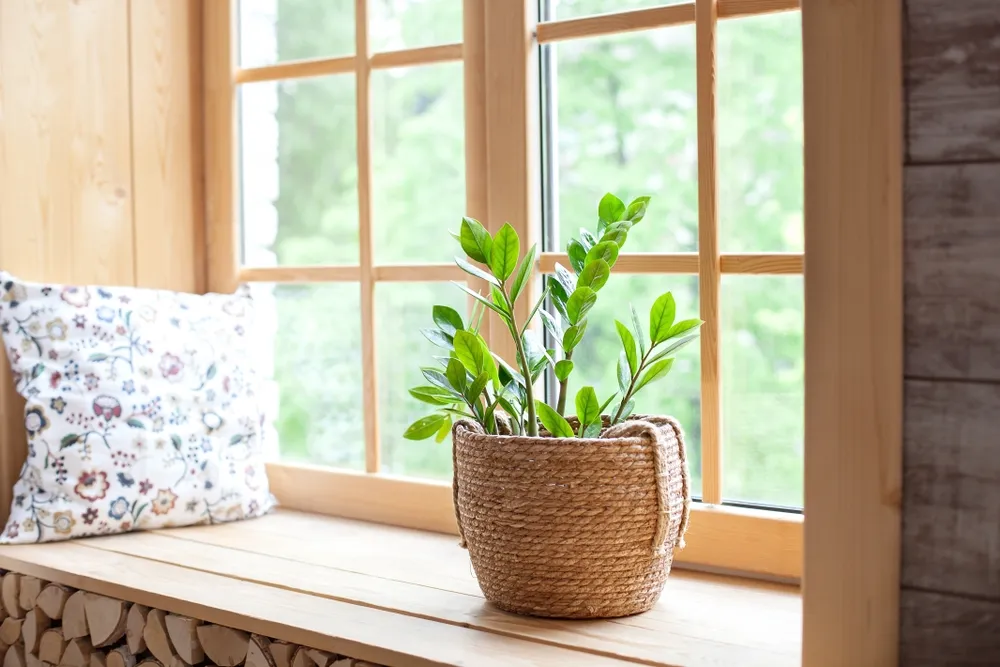 Agglegénypálma, Zamiopálma gondozása (Zamioculcas)