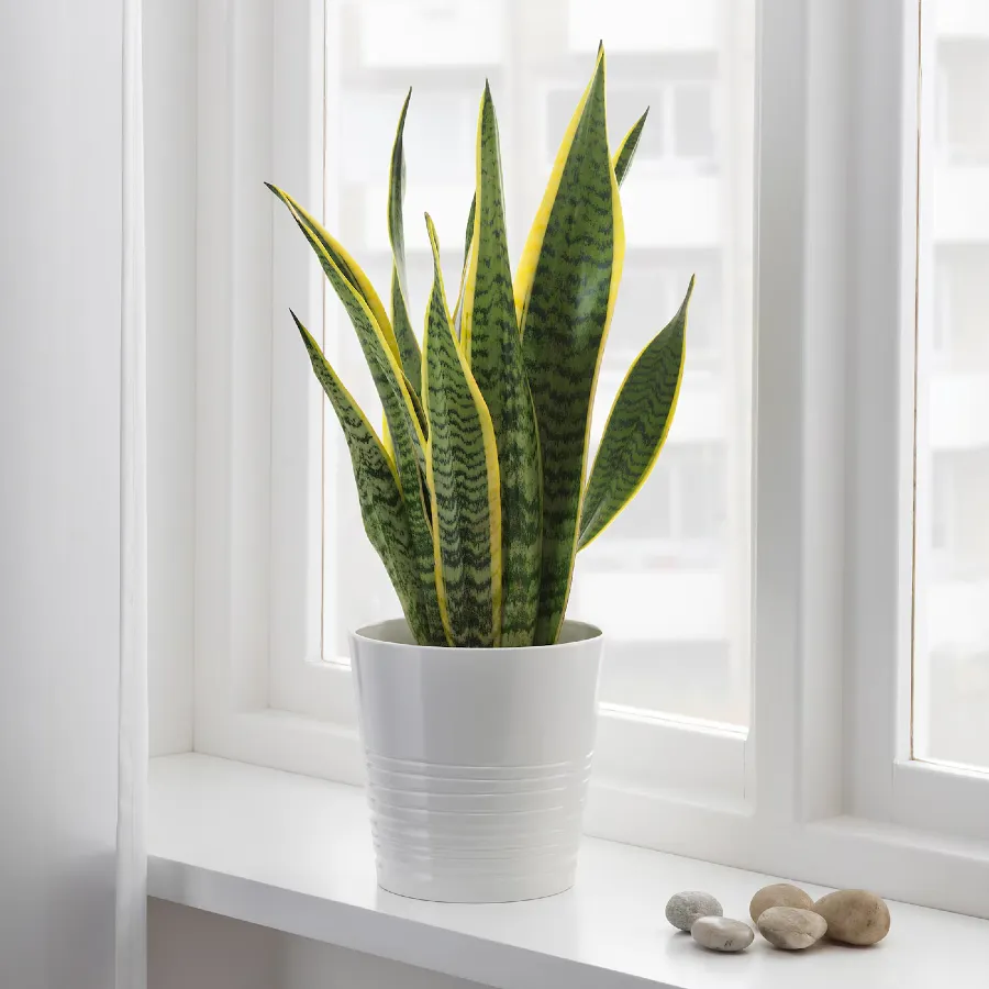 Anyósnyelv (Sansevieria)
