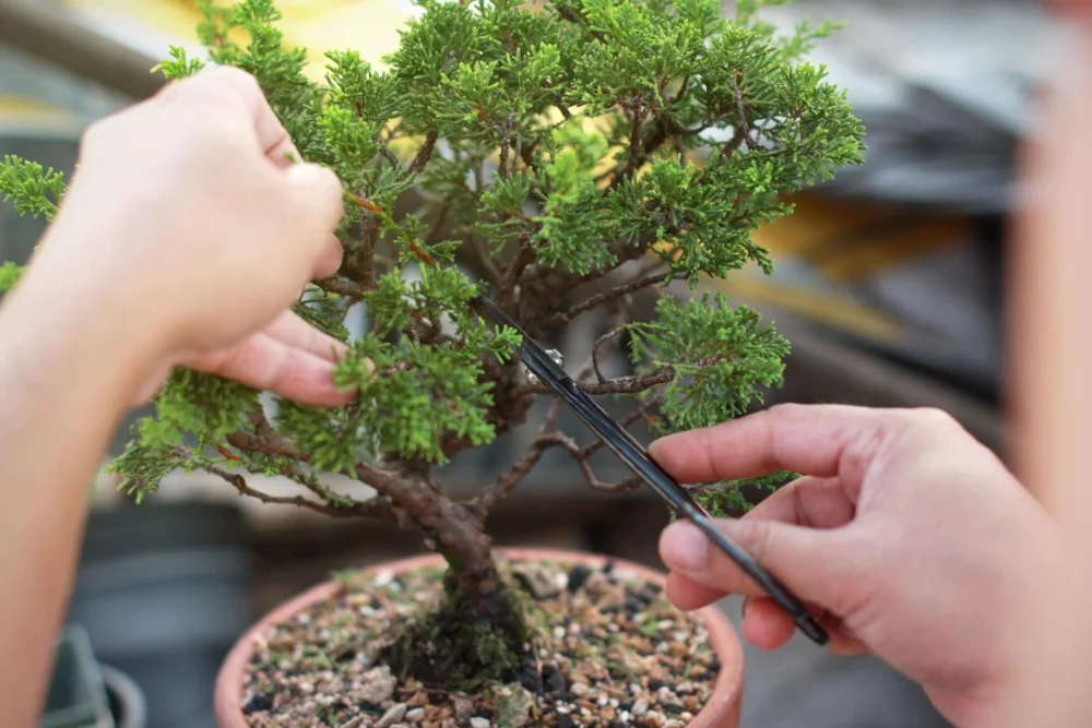 Bonsai fa gondozása egyszerűen