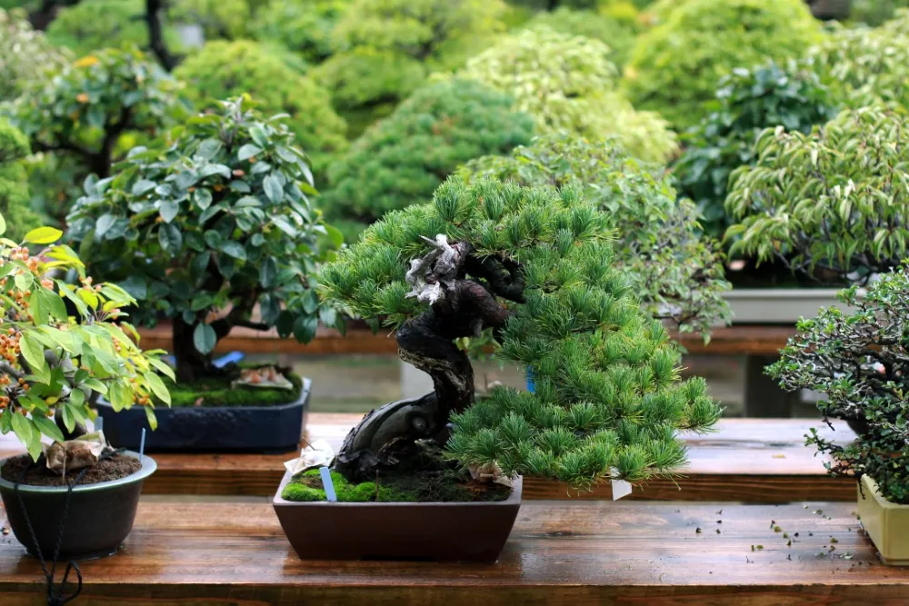 Bonsai fa gondozása egyszerűen 2.