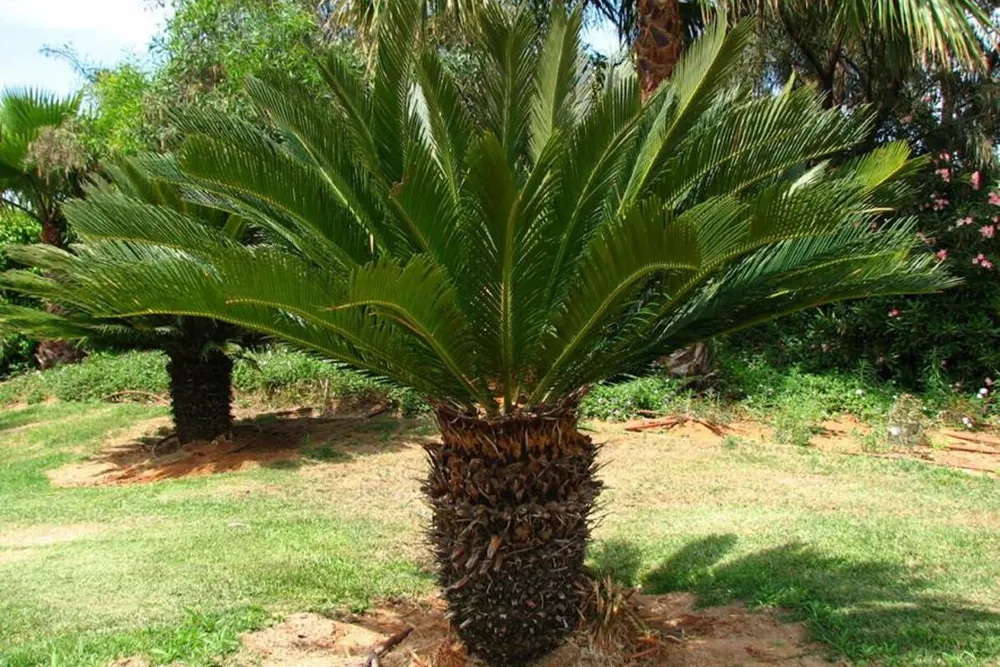Cikász pálma gondozása (Cycas revoluta) Japán cikász