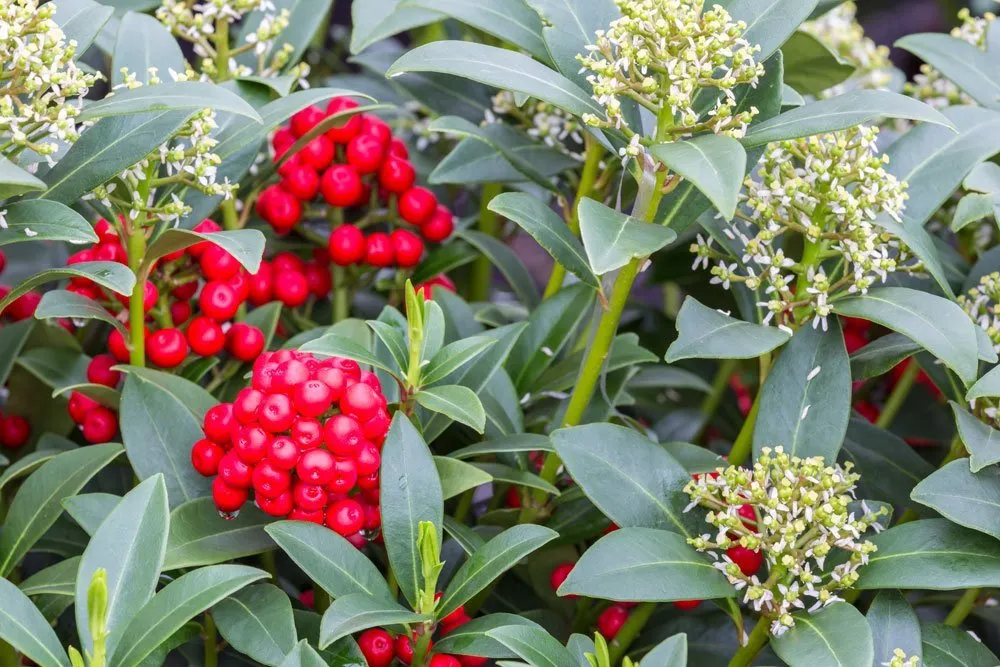 Japán Dérbabér gondozása, szaporítása (Skimmia japonica)