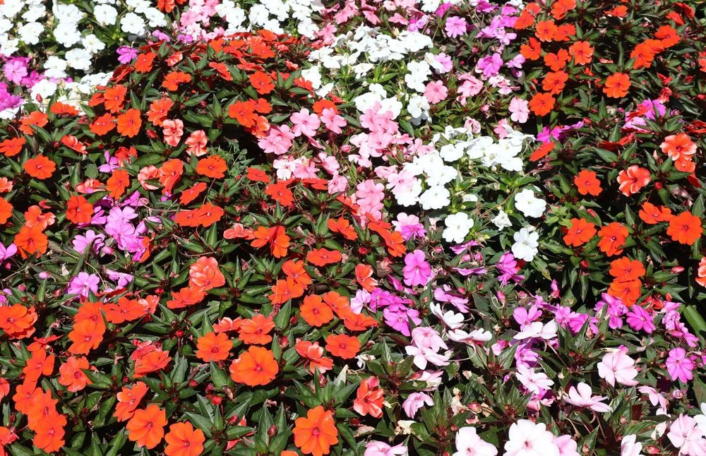 Nebáncsvirág gondozása – Vízifukszia, Pistike (Impatiens)