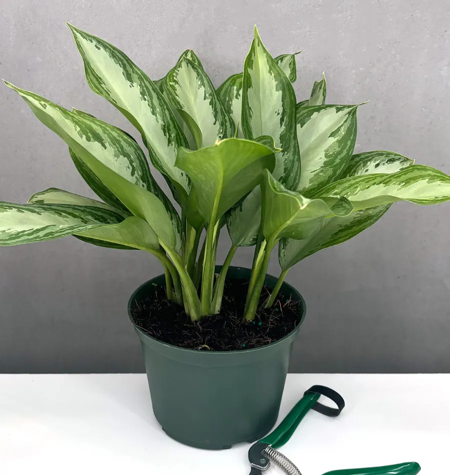 Rákvirág (Aglaonema)