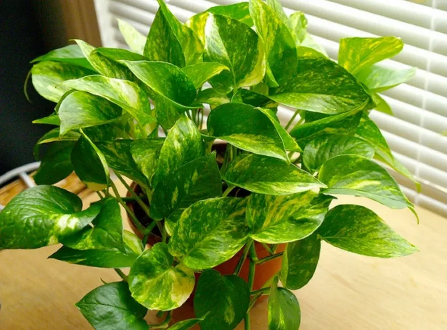 Szobai futóka (Epipremnum aureum)
