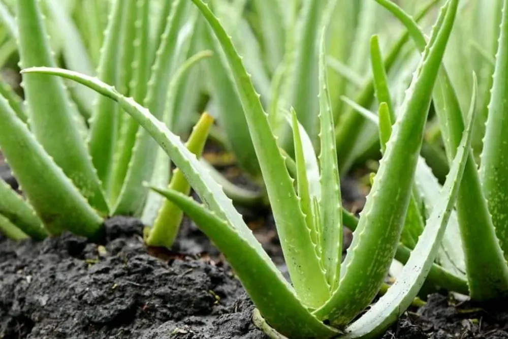 Aloe vera gondozás: A titkok, hogy növényed mindig üde és ragyogó legyen!