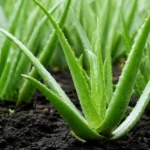 Aloe vera gondozás: A titkok, hogy növényed mindig üde és ragyogó legyen! Aloe vera gondozás: A titkok, hogy növényed mindig üde és ragyogó legyen!