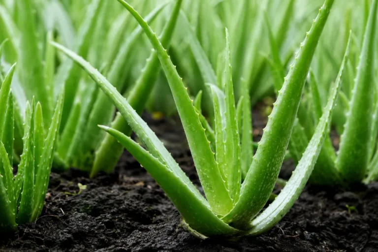Aloe vera gondozás: A titkok, hogy növényed mindig üde és ragyogó legyen!