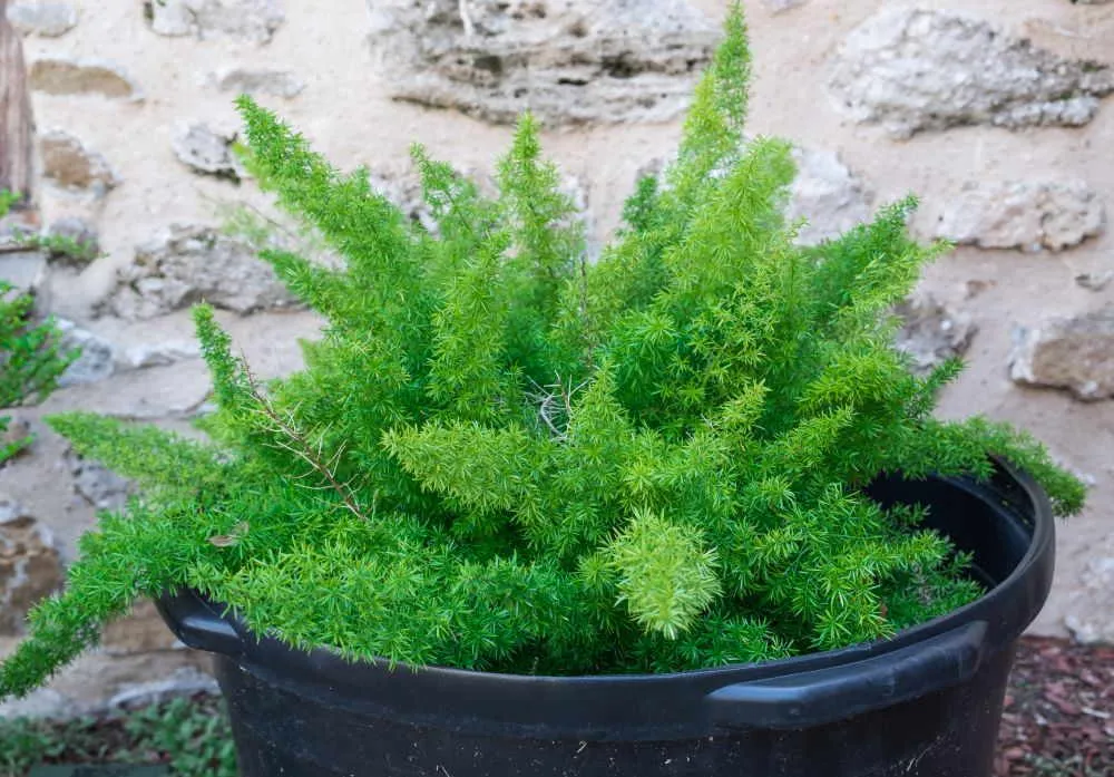 Aszparágusz gondozása – Asparagus densiflorus, Klárisfű