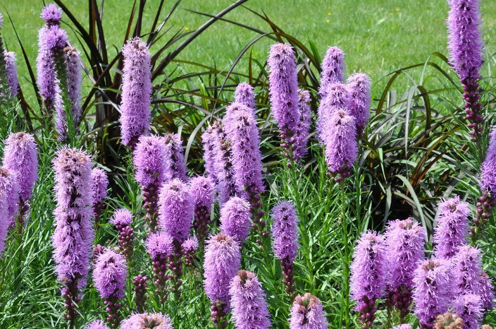 Füzéres Díszcsorba  gondozása, szaporítása (Liatris spicata)