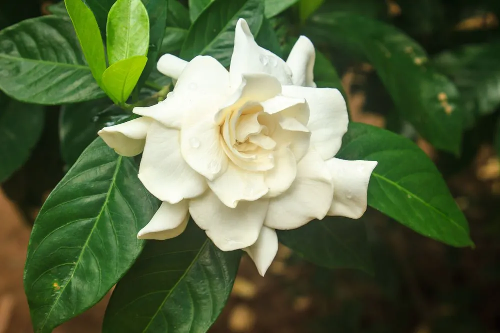 Gardénia gondozása, szaporítása (Gardenia jasminoides)