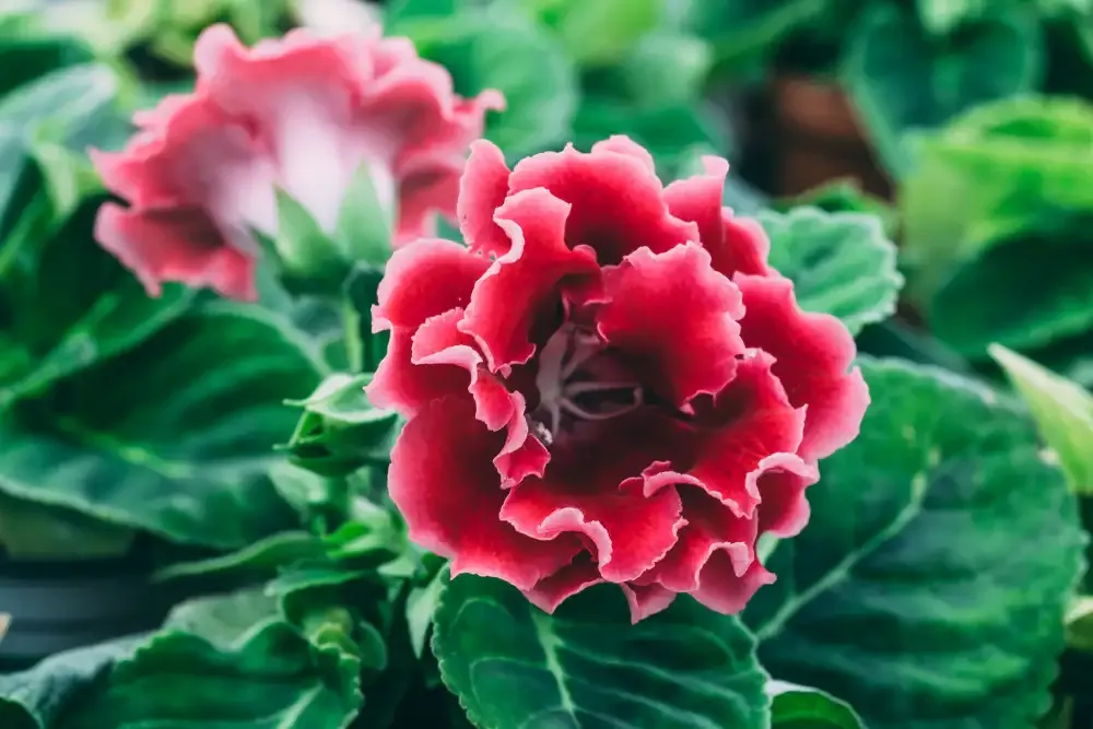 Gloxínia gondozása (Sinningia speciosa) csuporka – Útmutató kezdőknek