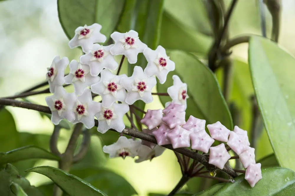 Húsos Viaszvirág (Hoya carnosa) gondozása, szaporítása