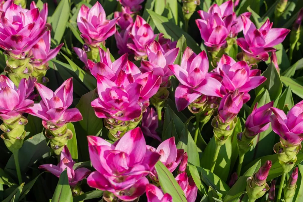 Kurkuma virág gondozása, (Curcuma alismatifolia)