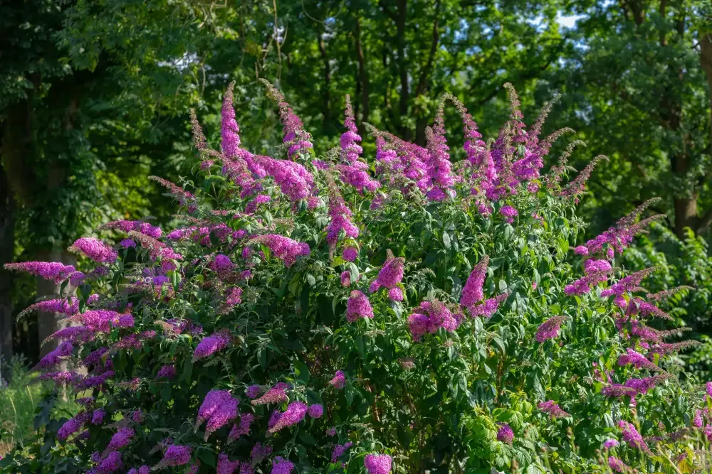 Nyáriorgona gondozása, metszése, szaporítása (Buddleia)