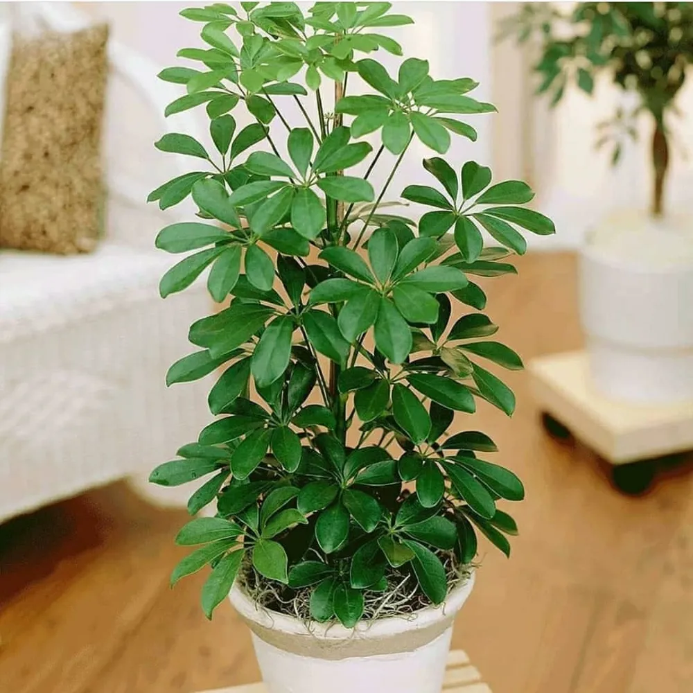 Sugárarália gondozása, szaporítása, metszése (Schefflera)