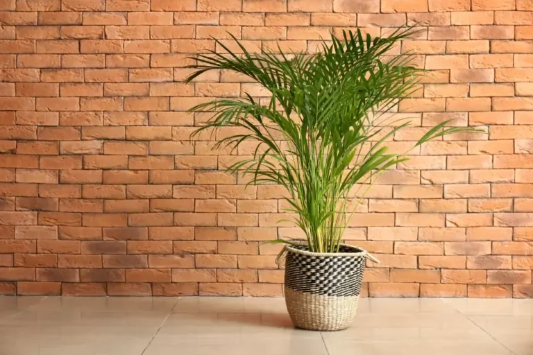 Aranypálma gondozása, Areca pálma (Areca lutescens)
